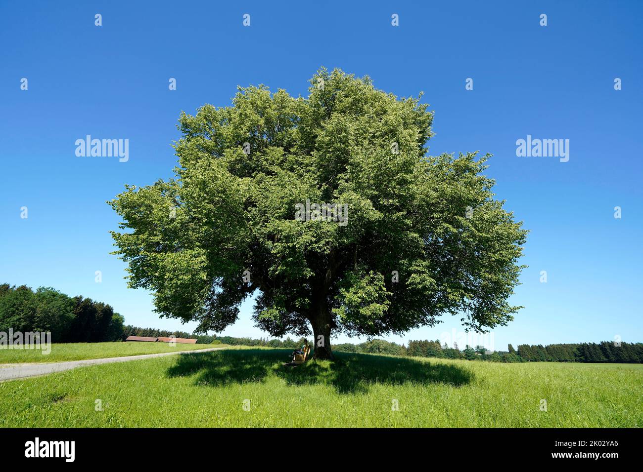 Germany, Bavaria, Upper Bavaria, Traunstein district, Waging am See, lime tree in a meadow, large-leaved lime tree, tilia platyphyllos, free standing Stock Photo