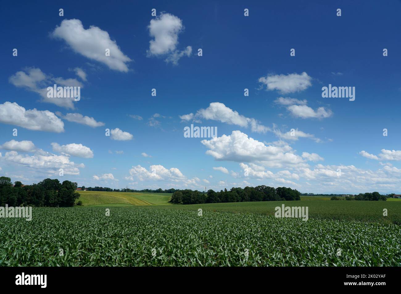 Germany, Bavaria, Upper Bavaria, district Mühldorf, field landscape, cornfield Stock Photo