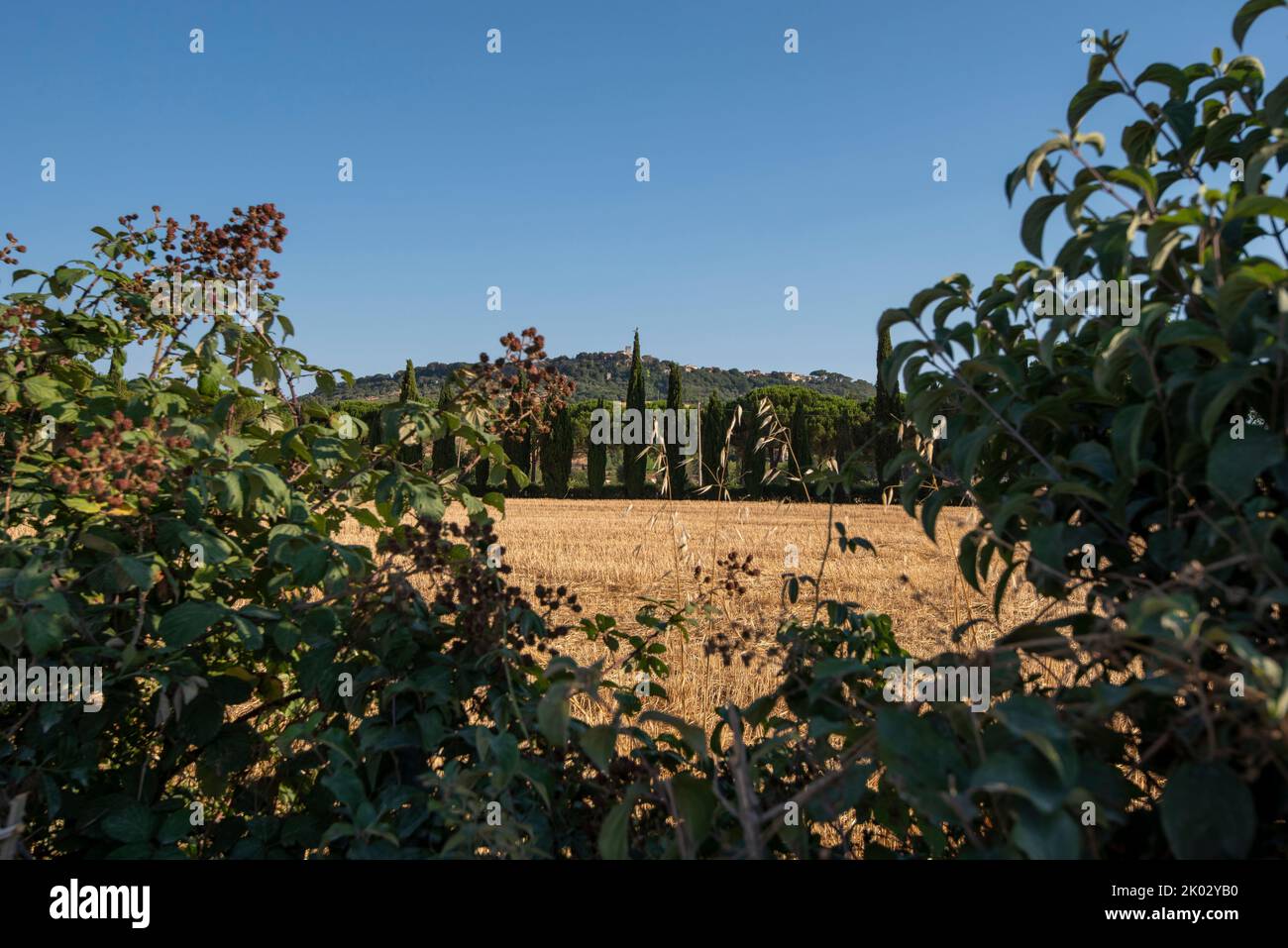 Cypress trees, harvested field, Saturnia, Grosseto province, Tuscany, Italy Stock Photo