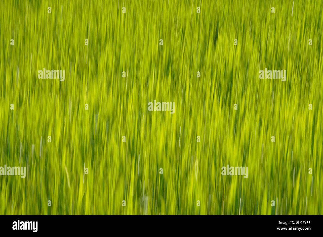 Germany, Bavaria, Upper Bavaria, Altötting district, meadow, grass, abstract, wipe shot, detail Stock Photo