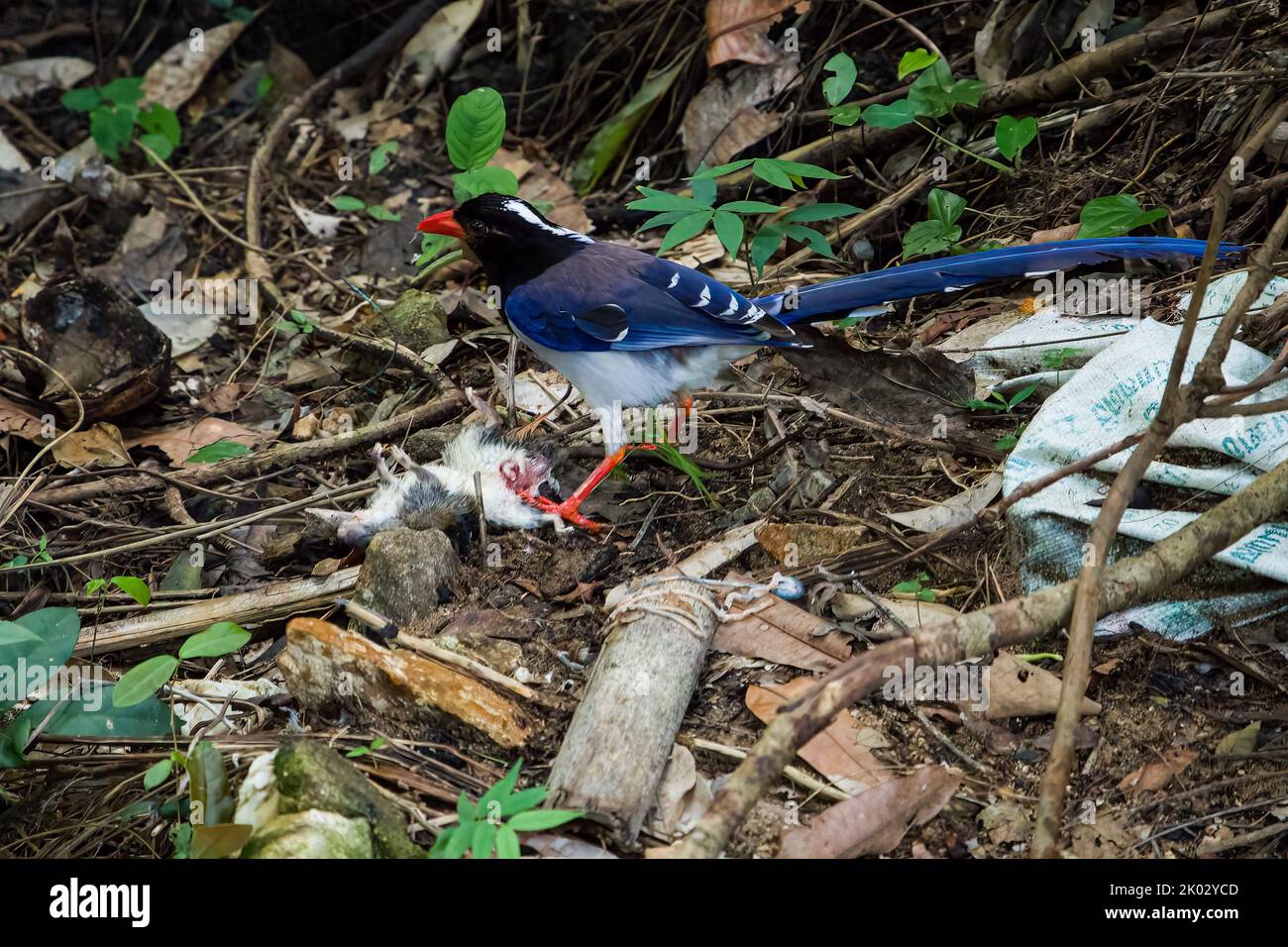 A Taiwan blue magpie bird perching on a tree on the ground Stock Photo