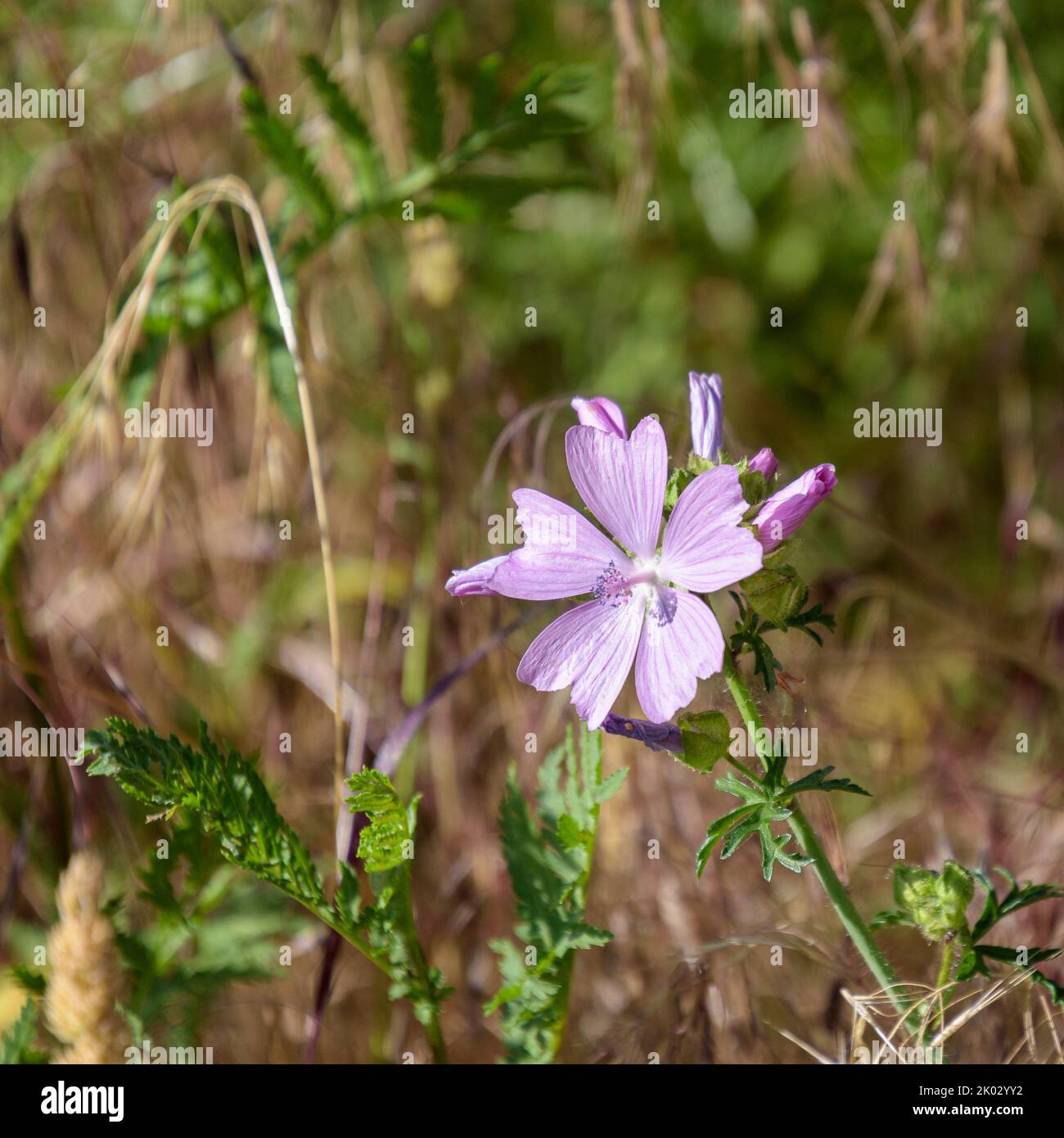 A closeup shot of a wild purple flower Stock Photo - Alamy