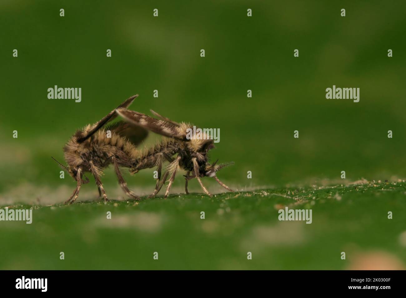 Two green insects hi-res stock photography and images - Alamy