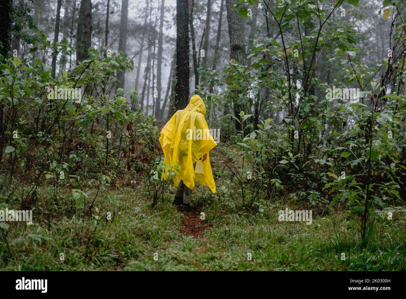 A person in yellow raincoat walking in a wet forest Stock Photo - Alamy
