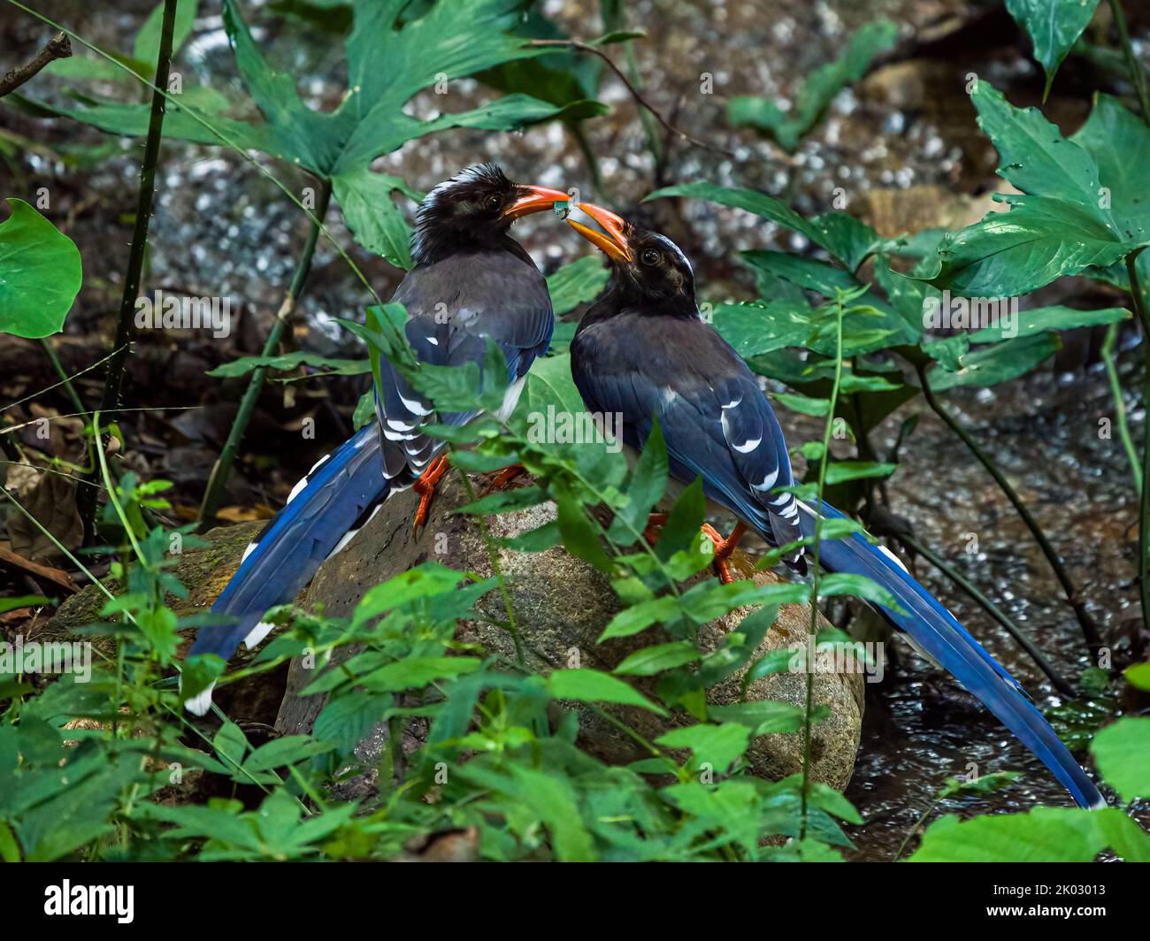 A Taiwan blue magpie birds perching on a tree on the ground Stock Photo