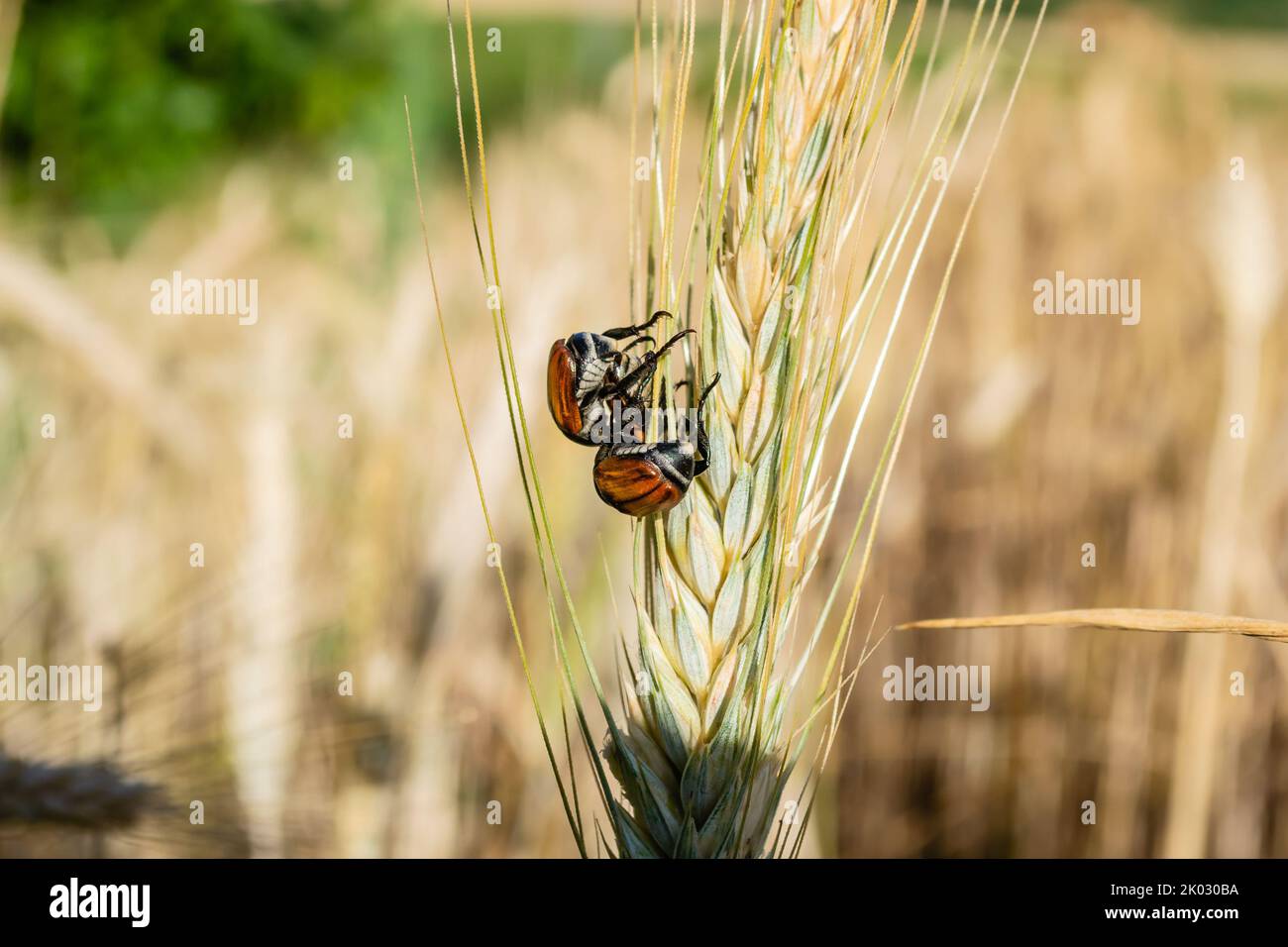 A close-up shot of Anisoplia austriacas on a wheat ear in the field Stock Photo