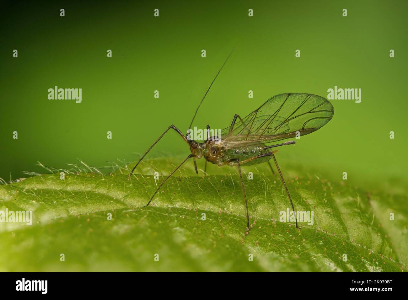 A macro shot of sitobion fragariae (blackberry-grass aphid) on green leaf Stock Photo