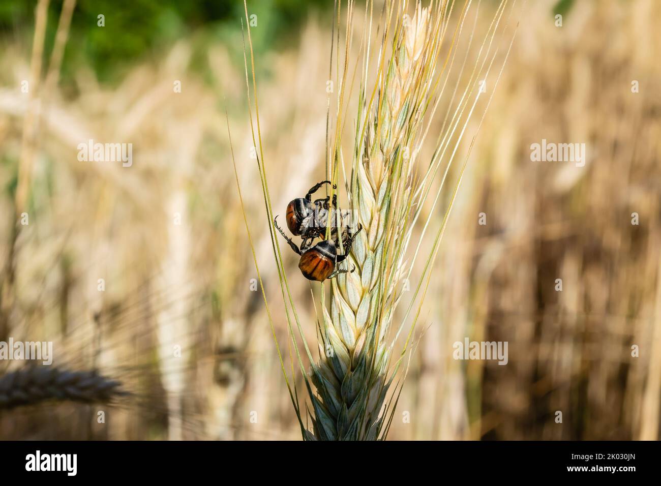 A close-up shot of Anisoplia austriacas on a wheat ear in the field Stock Photo