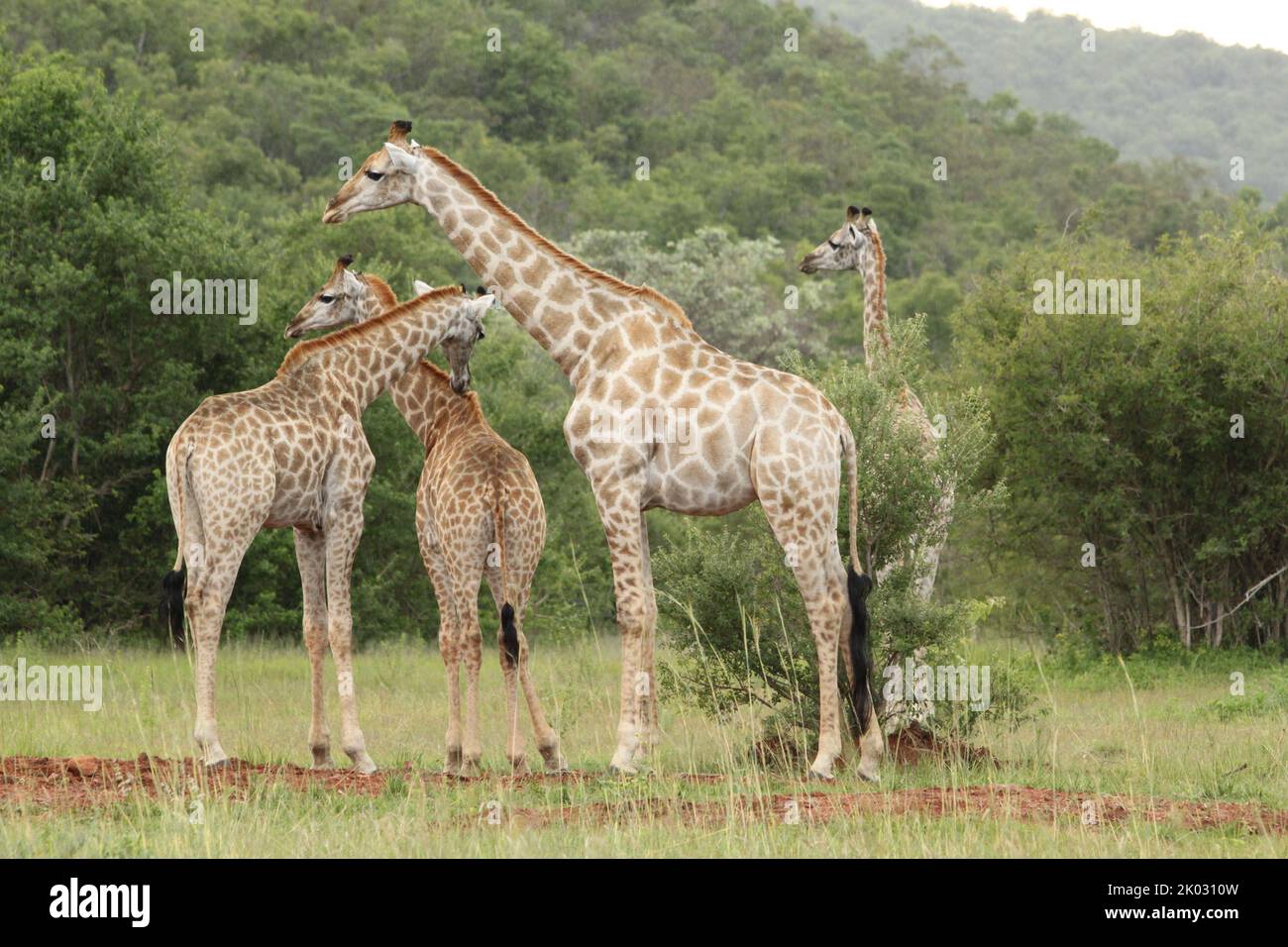 Group giraffes eat leaves hi-res stock photography and images - Alamy