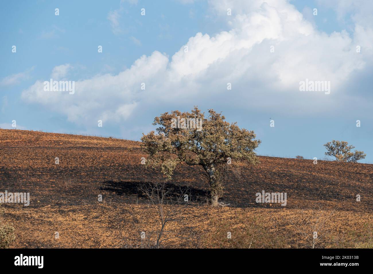 Burn marks, wildfire in Tuscany, tumbleweed fire, single tree, Cinigiano, Tuscany, Italy Stock Photo
