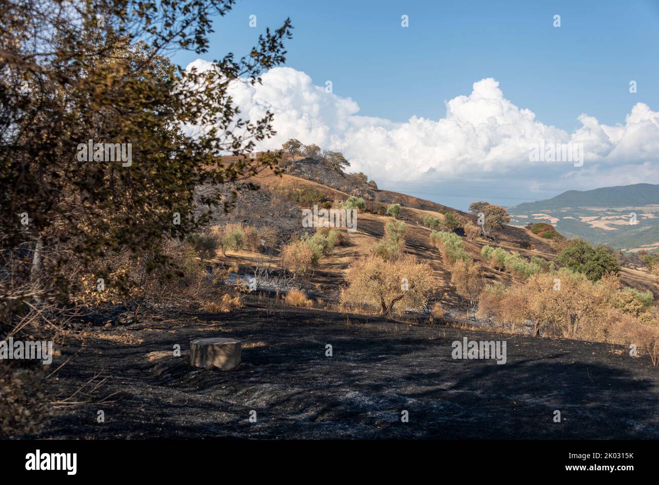 wildfire in Tuscany, fire, steppe fire, Cinigiano, Tuscany, Italy Stock Photo