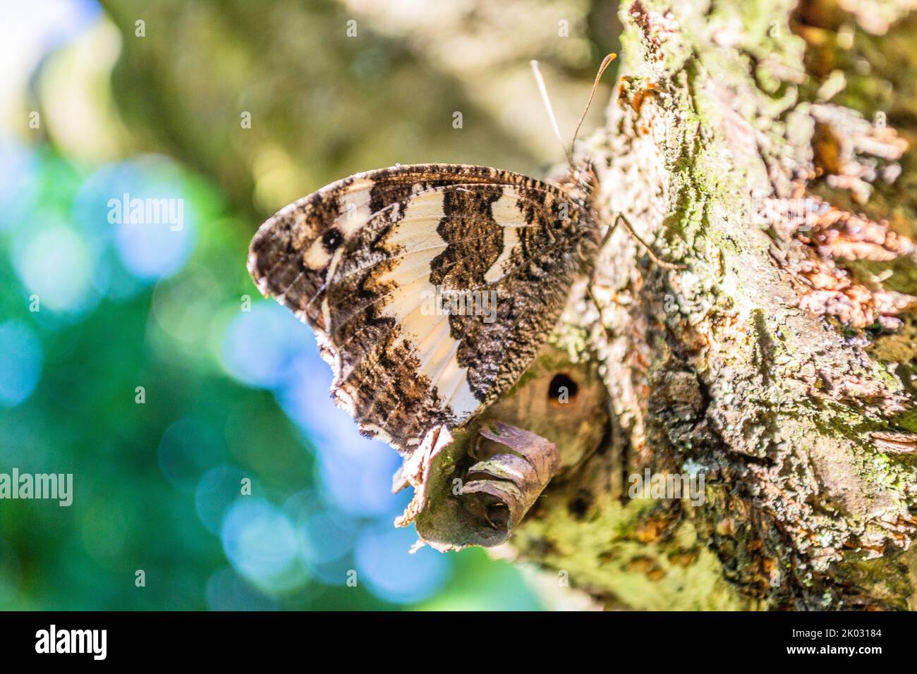 A Brintesia circe black and white diurnal butterfly on the tree in its natural environment Stock Photo
