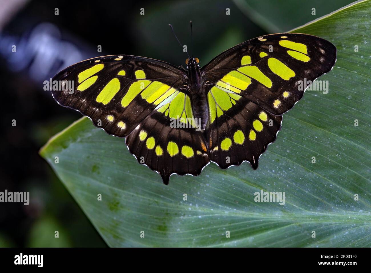 A macro of a malachite butterfly Stock Photo