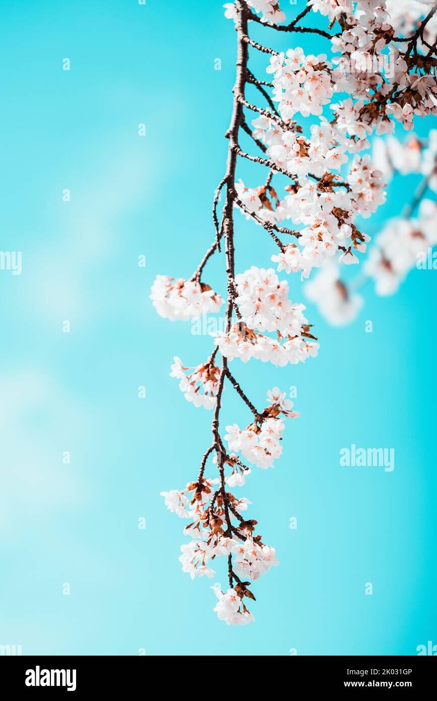 A vertical closeup shot of cherry blossoms on the blue blurred ...