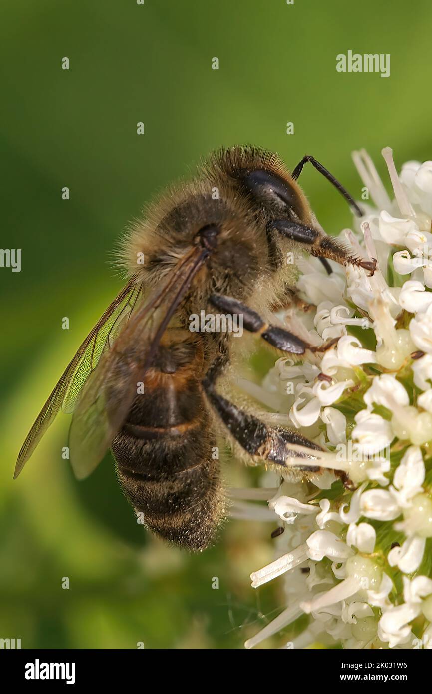 Wild honey bee close up hi-res stock photography and images - Alamy