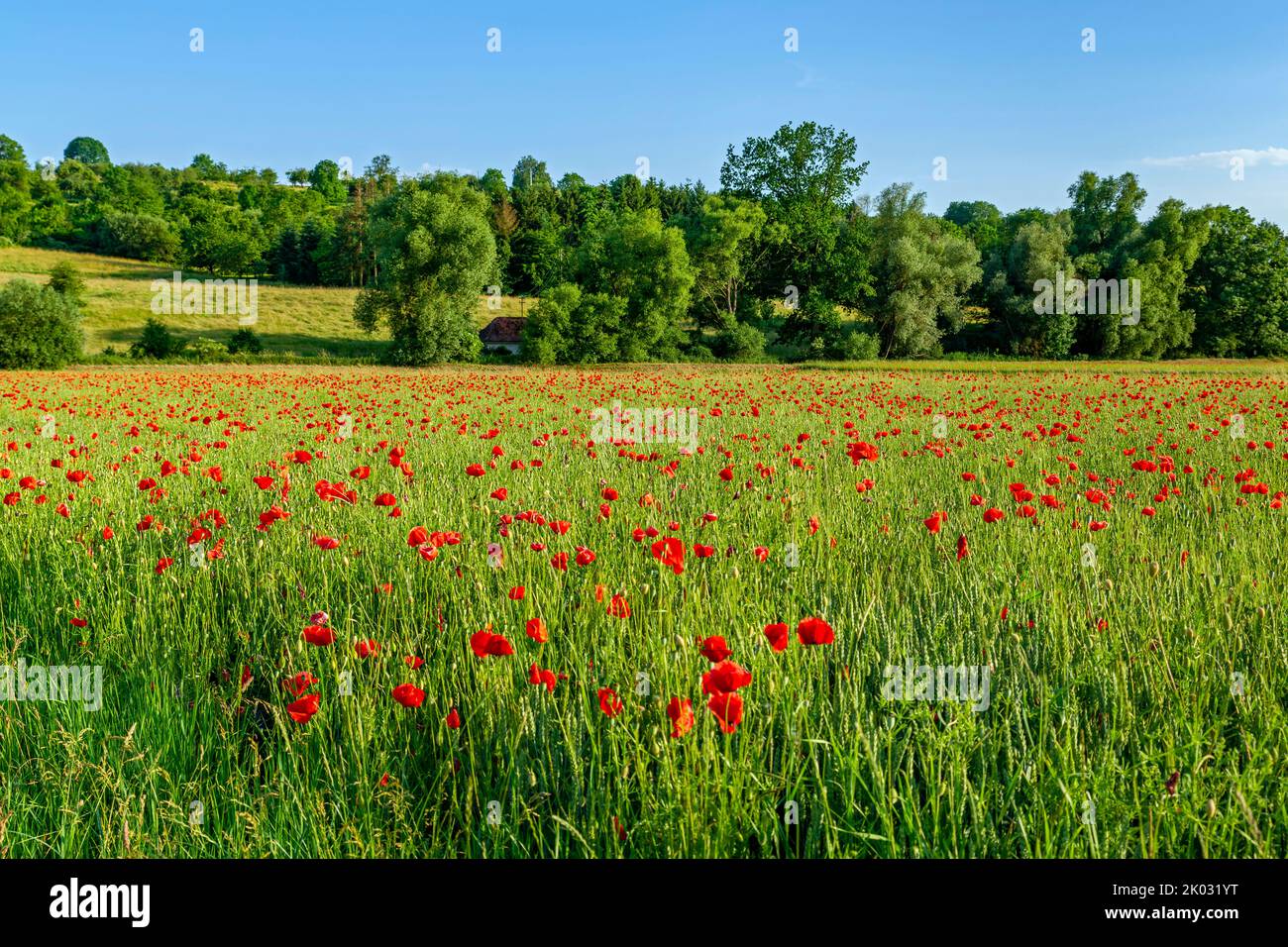Corn poppy field directly on the Neckar valley cycle path Stock Photo
