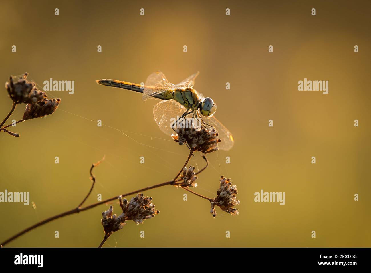 A shallow focus shot of a dragonfly on beautiful flowers in a garden ...