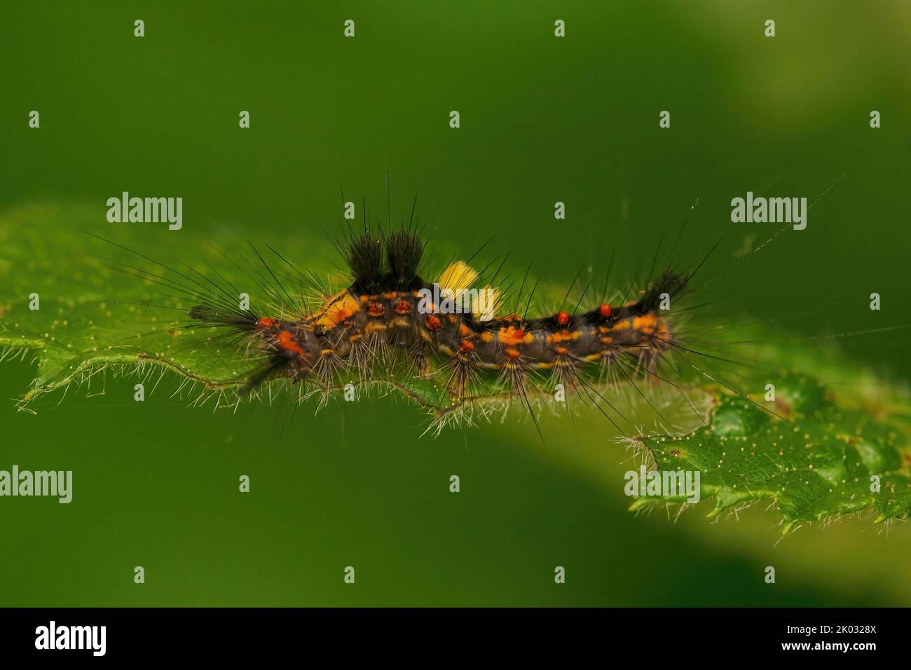 A macro shot of a Vapourer Caterpillar of Rusty tussock moth on a green leaf against blurred background Stock Photo