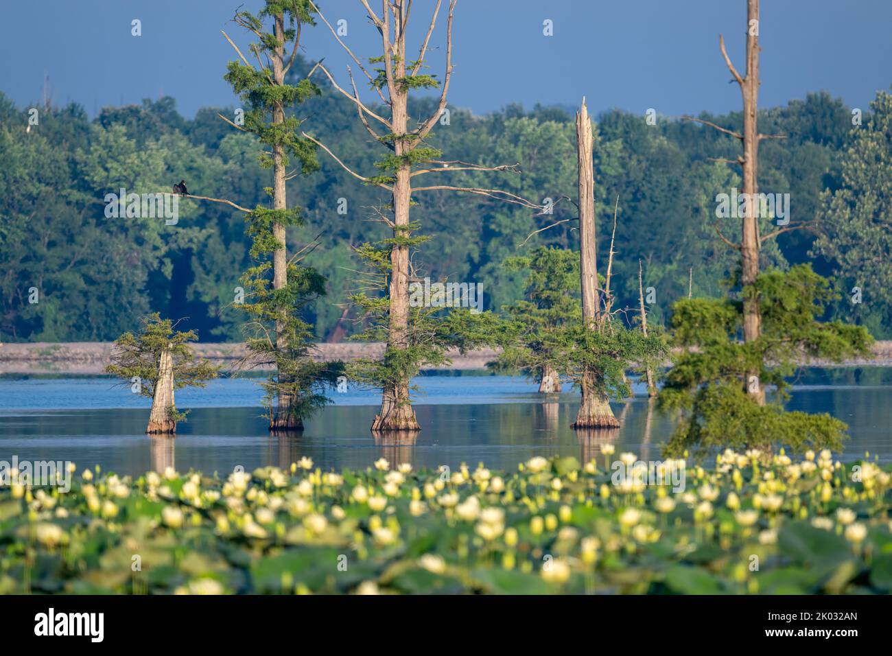 The green pond cypress trees in the lake with blur Yellow lotus in the foreground Stock Photo