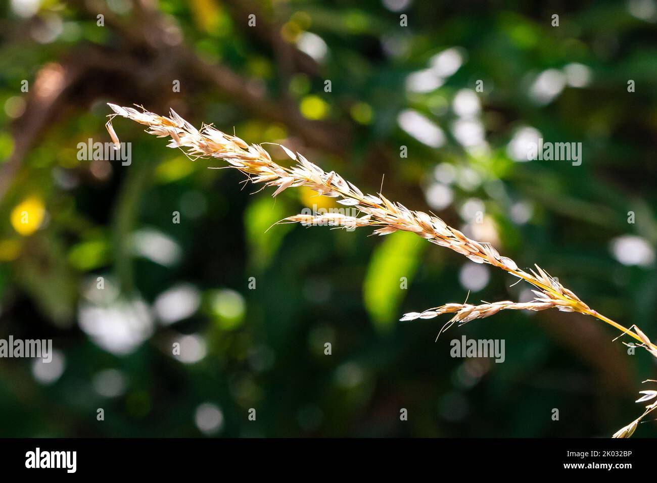 A closeup of Indiangrass (Sorghastrum nutans) under sunlight on blurred background Stock Photo