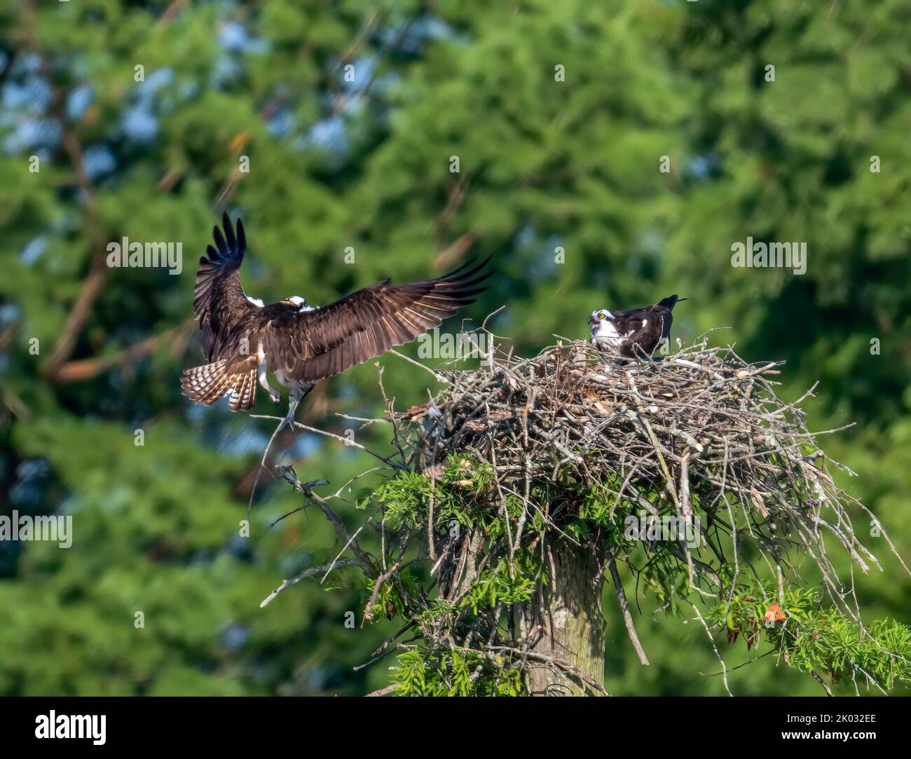 The two ospreys on their nest. Pandion haliaetus Stock Photo - Alamy