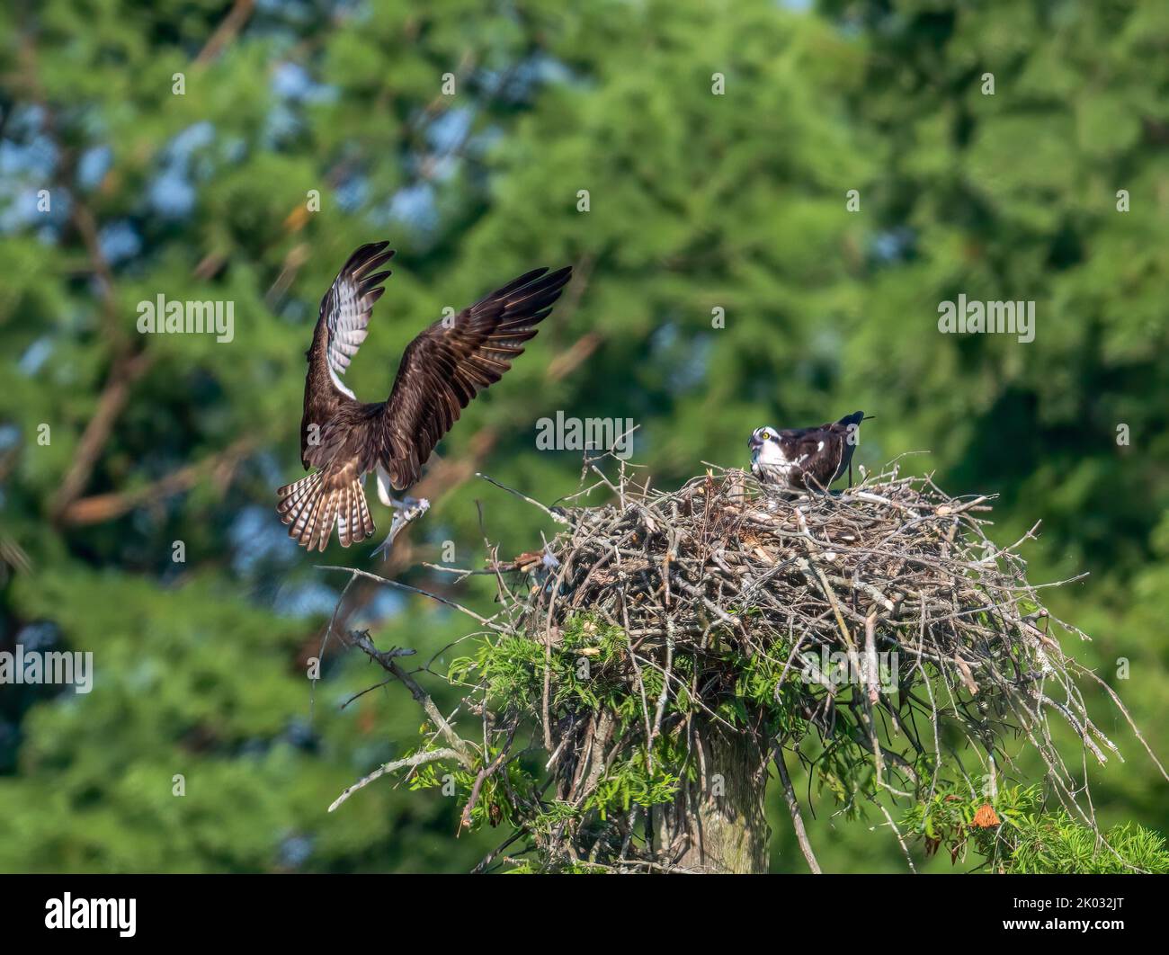 The two ospreys on their nest. Pandion haliaetus Stock Photo - Alamy