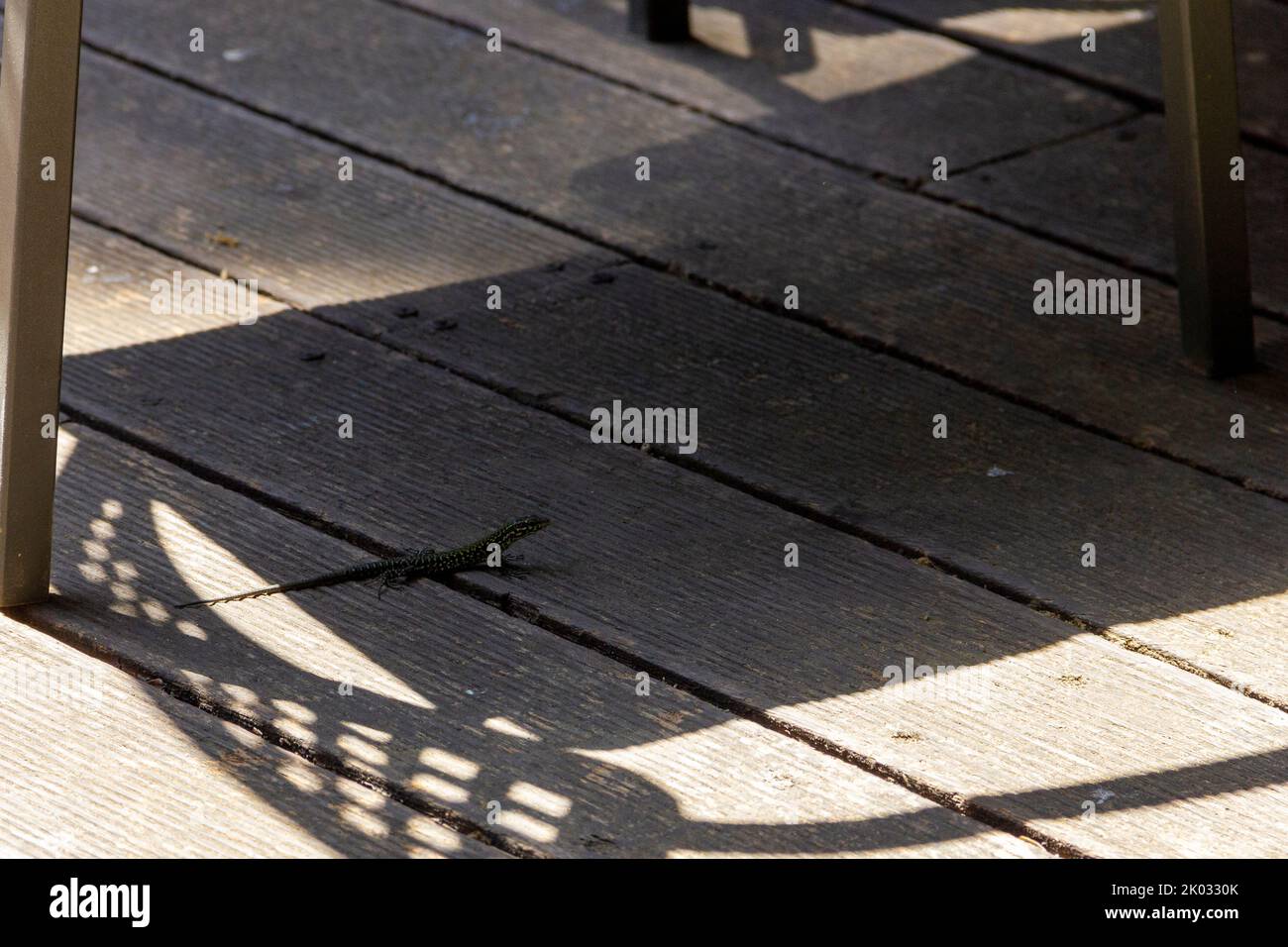 A small lizard in the shade of table of an outdoor cafe on sunny summer day Stock Photo