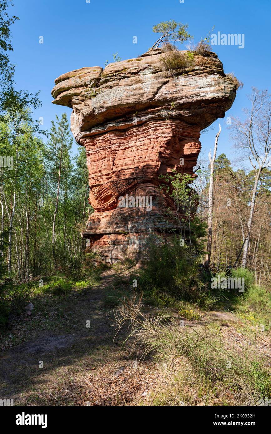 The Teufelstisch of Eppenbrunn, about 12 m high, is a striking red sandstone mushroom rock in the Wasgau, the southern Palatinate Forest. Stock Photo