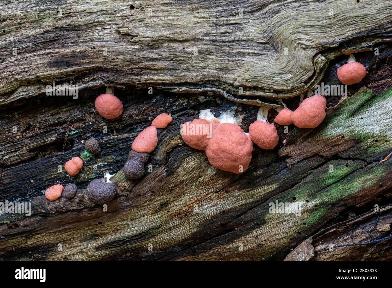 Red slime fungus, slime mold on dead wood Stock Photo