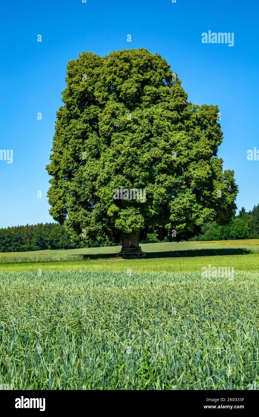 The peace lime tree near Kohlstetten was planted after the end of the German-French War of 1870/71 in the spring of 1871 in the Gewann Steigäcker. On March 21, 1940, the lime tree was declared a natural monument. Already at that time it had a trunk circumference of 3.50 m and a height of 20 m. Today its trunk is partly hollow. Today its trunk is partly hollow and the trunk circumference currently measures 5.60 m. Stock Photo