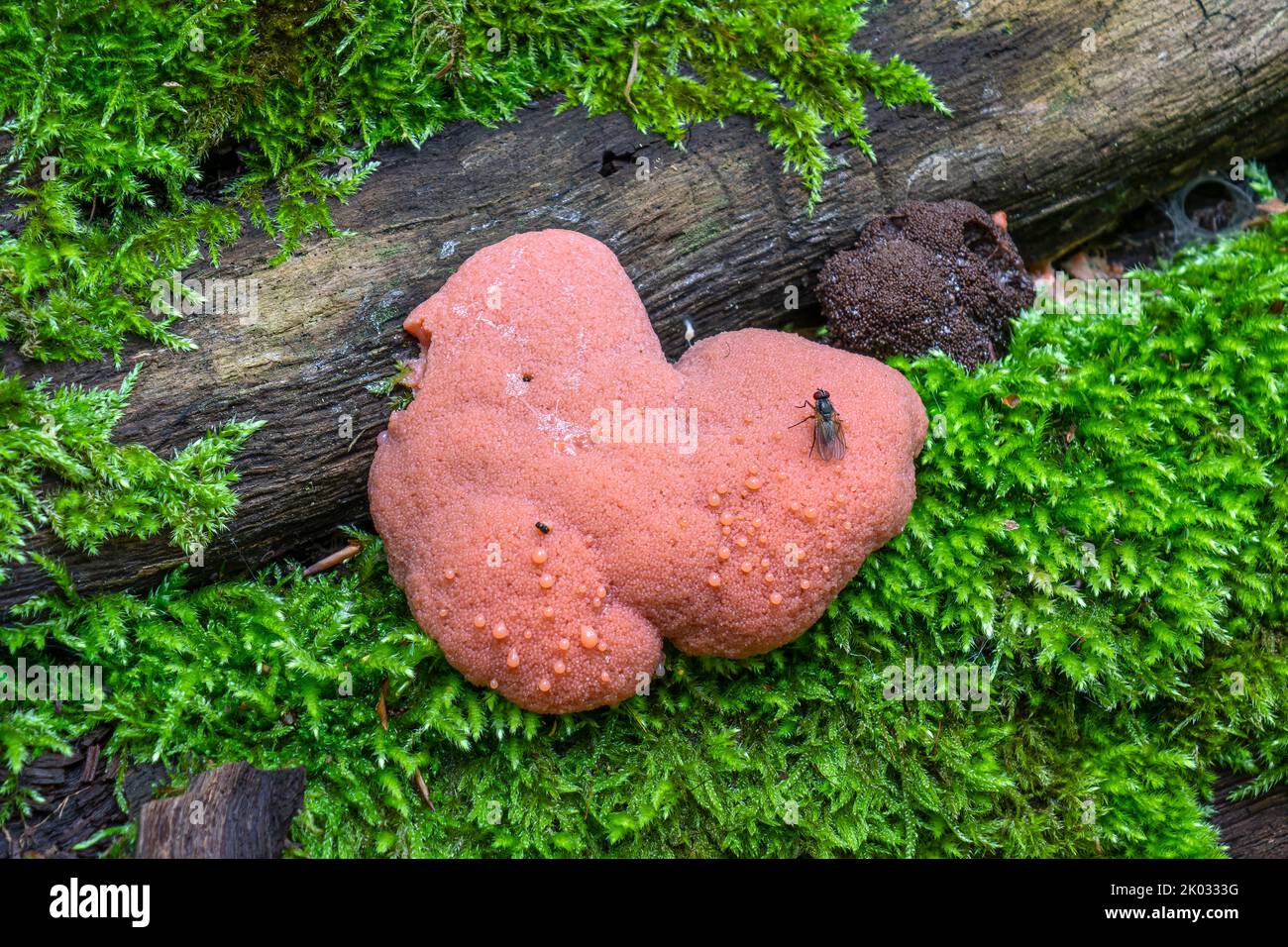 Red slime fungus, slime mold on dead wood Stock Photo