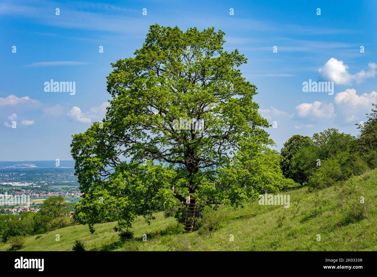 Oak tree in the Eichhalde NSG Stock Photo