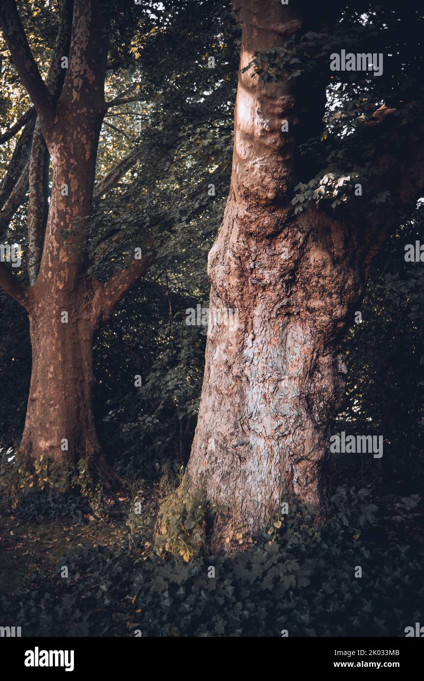 Vertical shot thick bark hi-res stock photography and images - Alamy