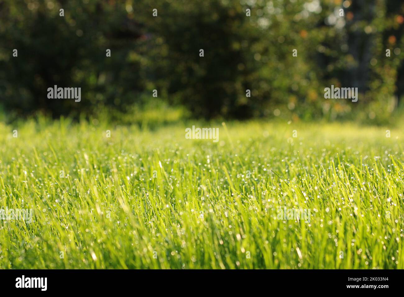 A closeup shot of green grass with dew drops Stock Photo - Alamy