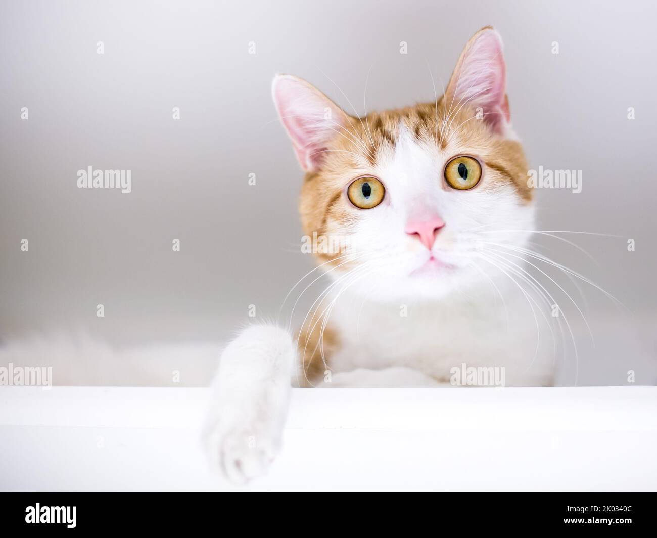 An orange tabby and white shorthair cat in a relaxed position looking down at the camera Stock Photo