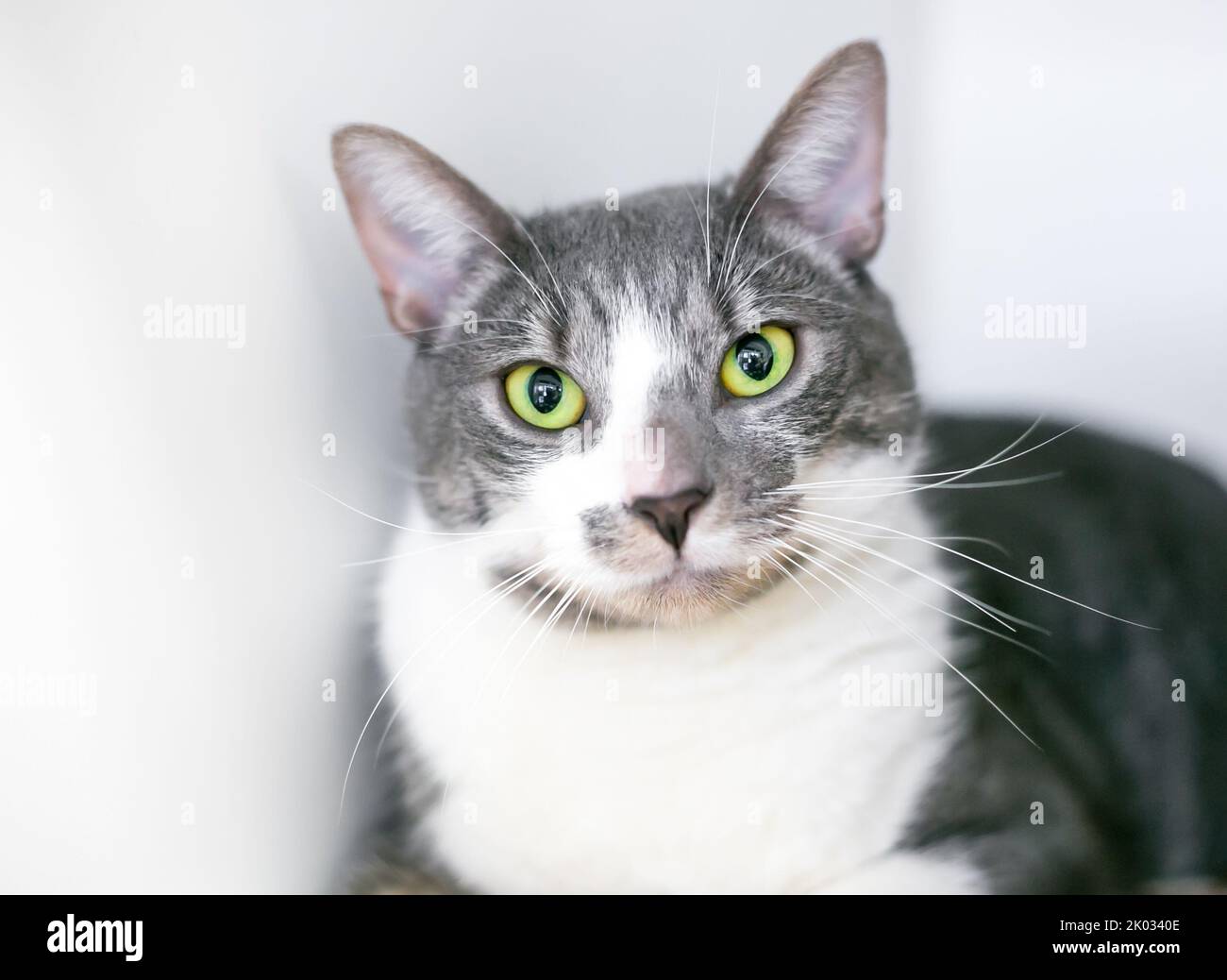 A gray and white shorthair cat with green eyes on a white background Stock Photo