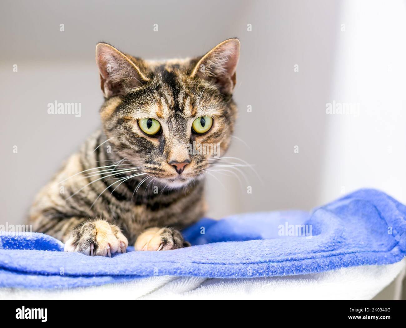 A shorthair cat with patched tortoiseshell tabby markings lying on a blanket and looking down Stock Photo