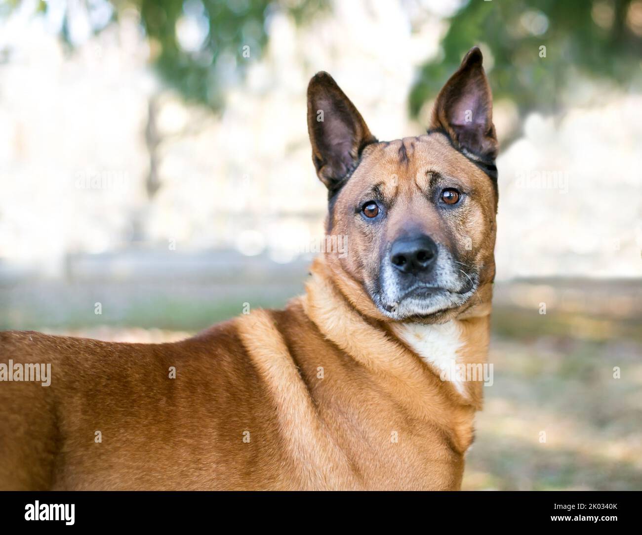 A German Shepherd mixed breed dog looking alert outdoors Stock Photo
