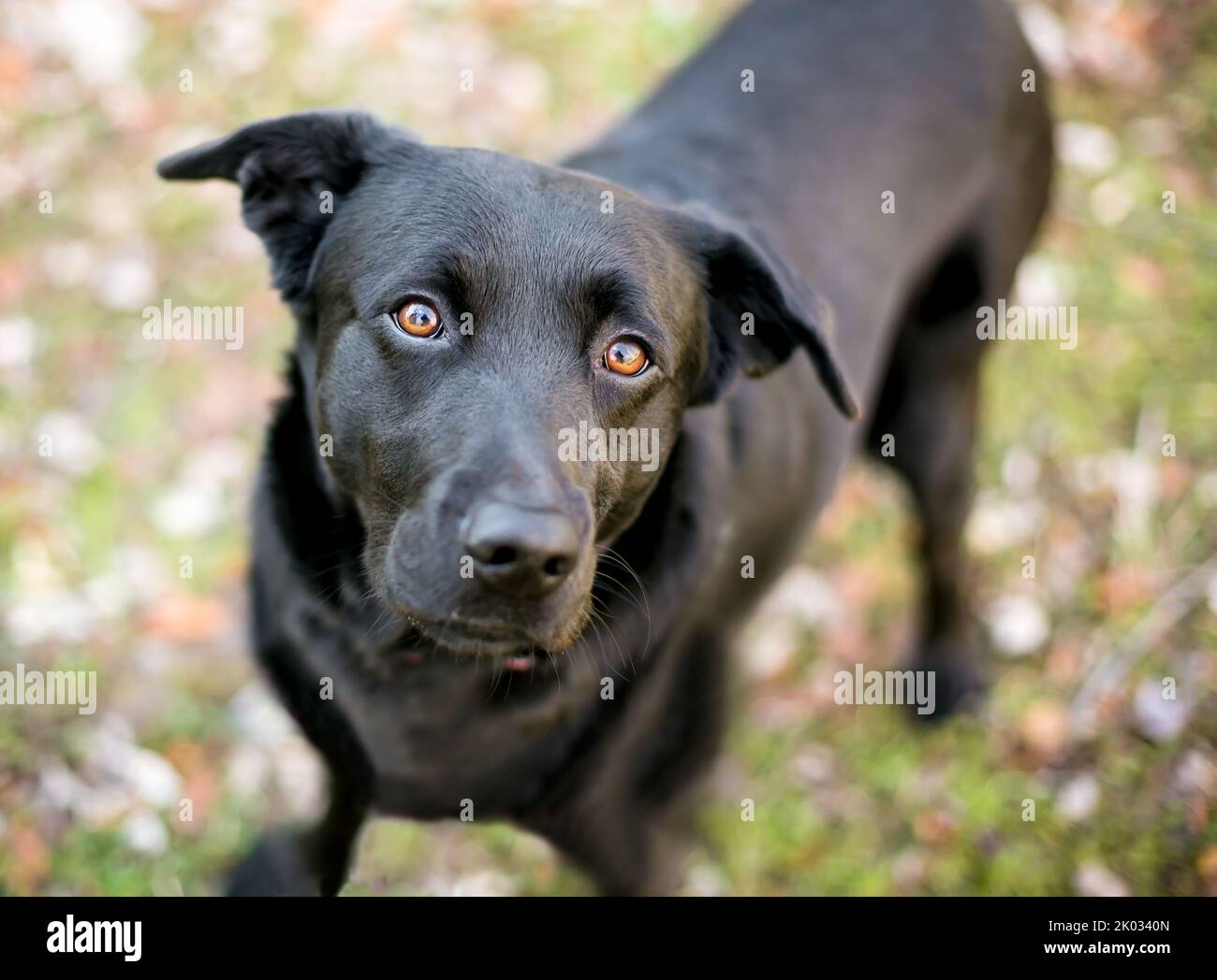 A black Labrador Retriever mixed breed dog looking up at the camera Stock Photo