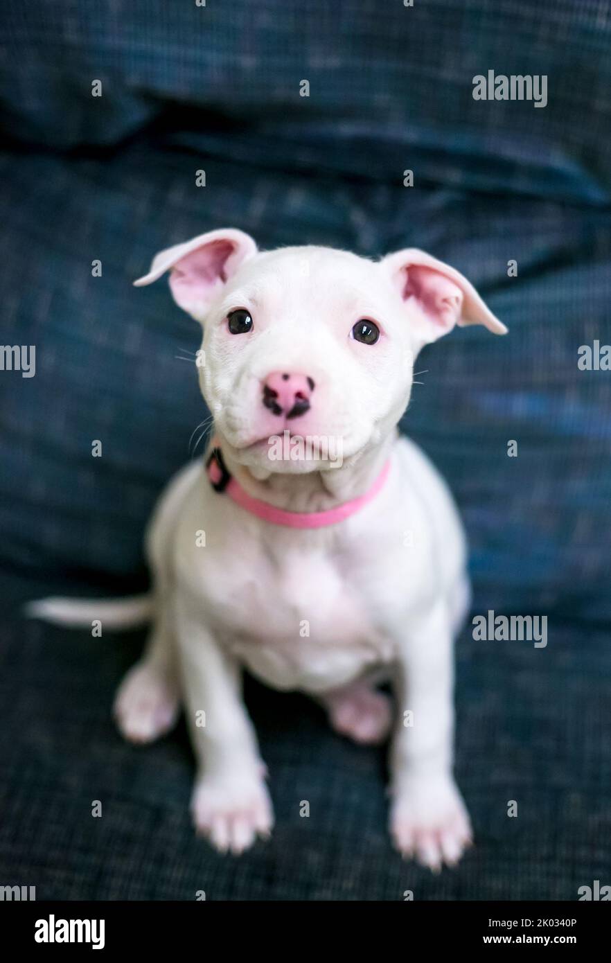 A white mixed breed puppy sitting on a couch and looking up at the camera Stock Photo