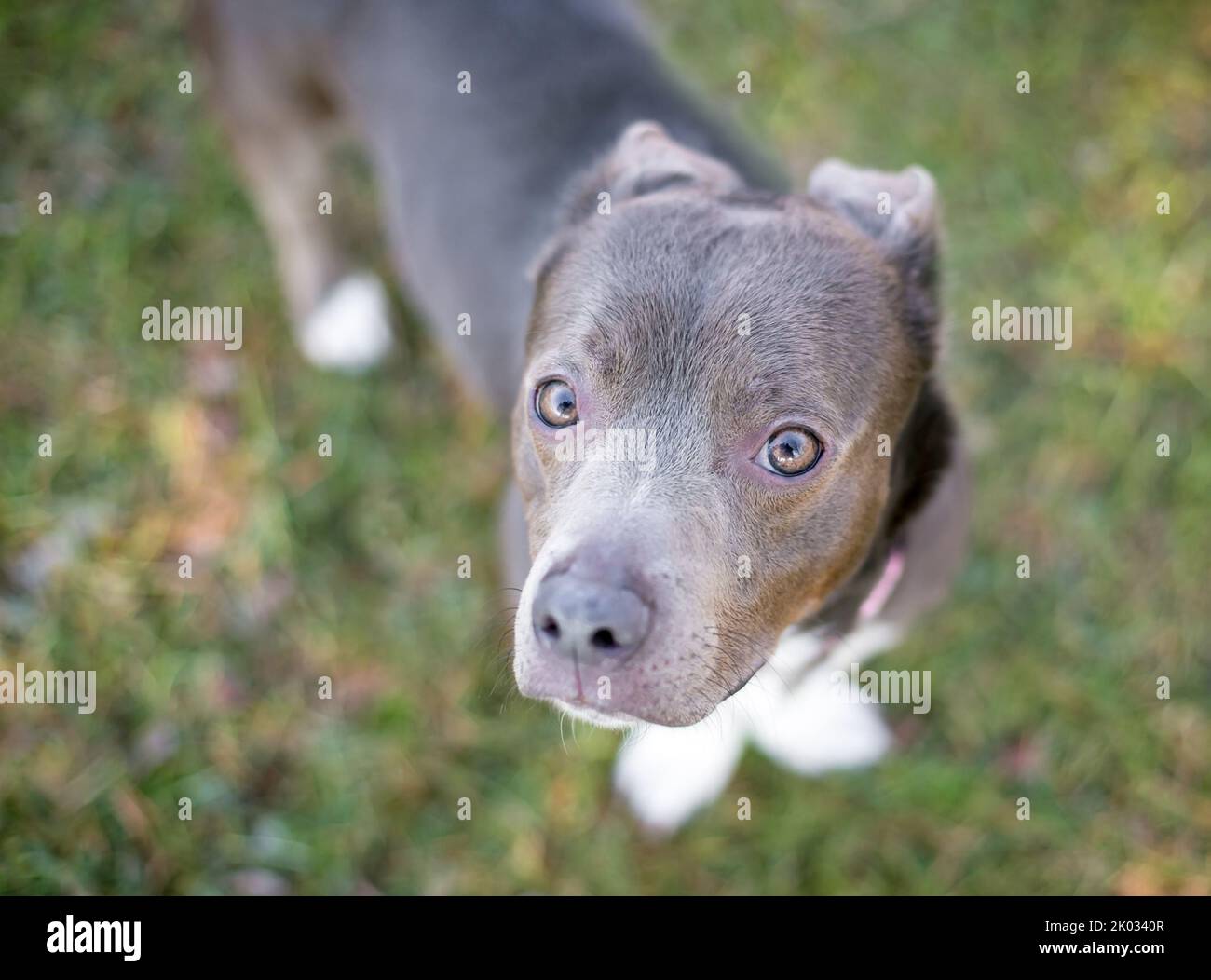 A cute gray Pit Bull Terrier mixed breed dog holding its ears back and looking up at the camera Stock Photo
