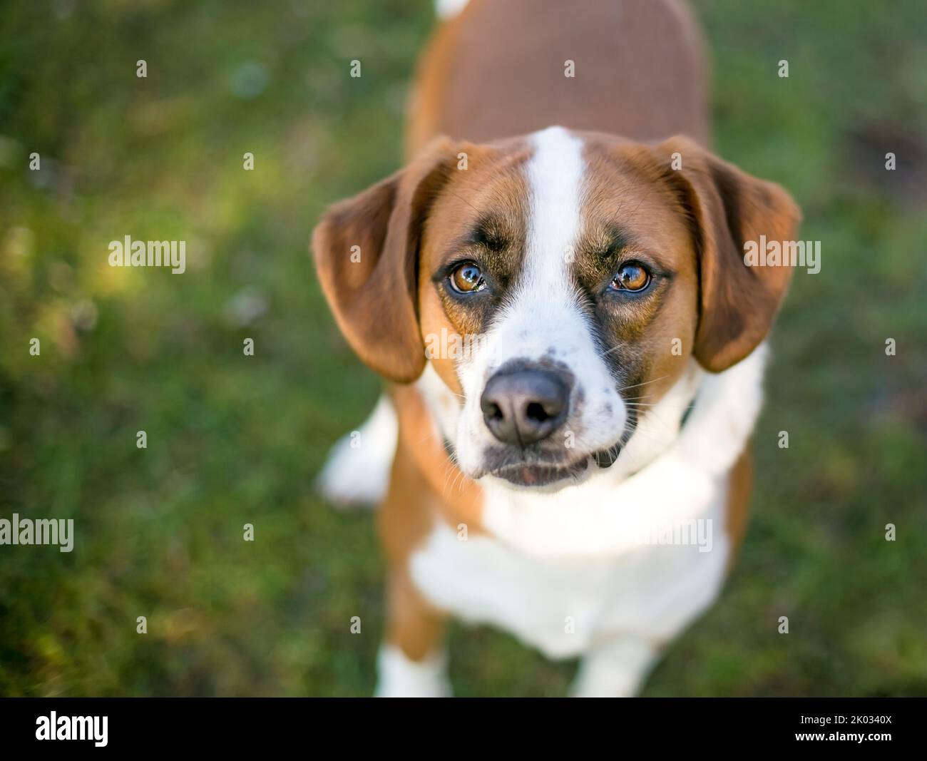 A brown and white Beagle mixed breed dog looking up at the camera Stock Photo