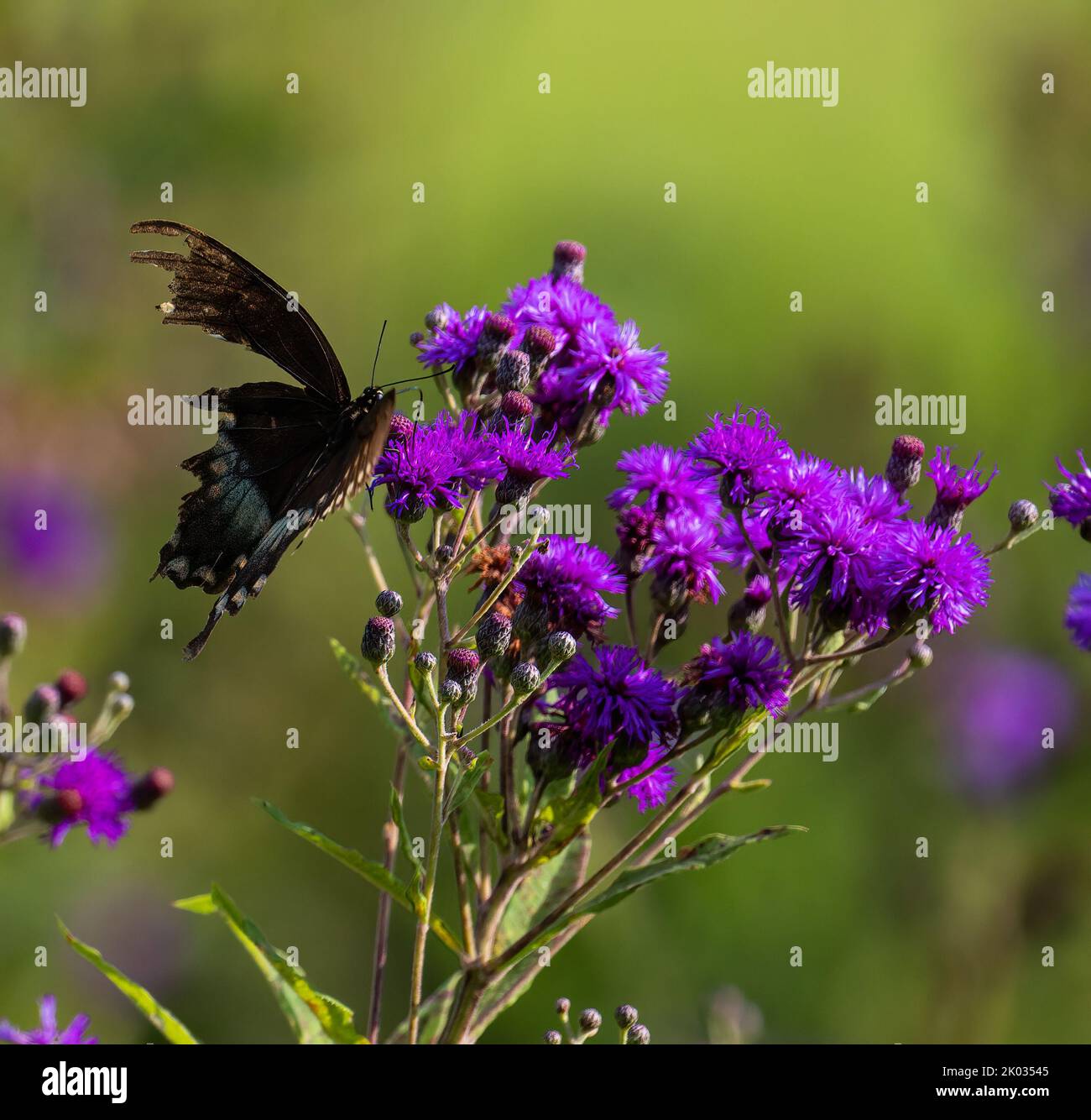 A beautiful Eastern tiger swallowtail on Ironweeds flowers in the garden with blur background Stock Photo