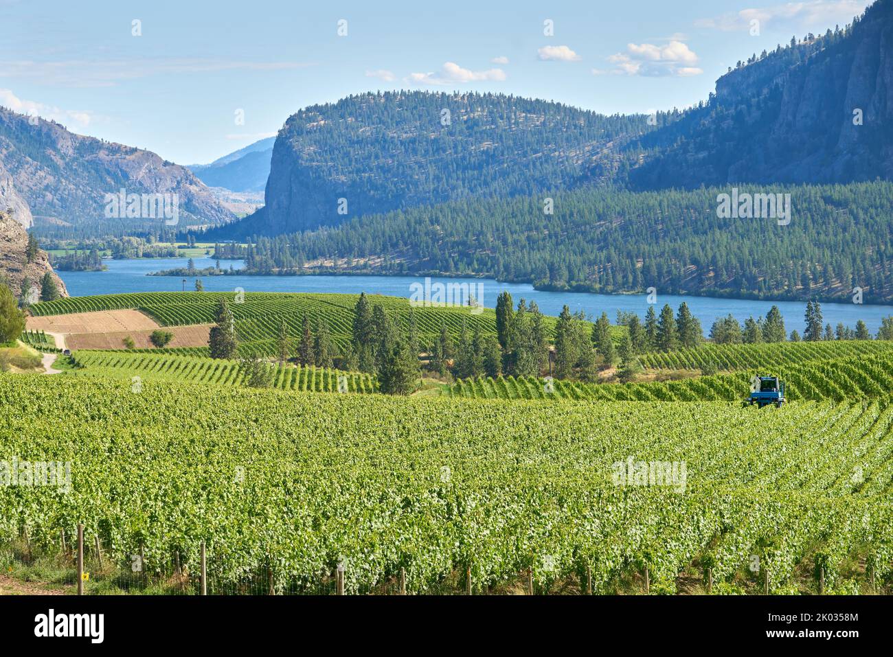 Straddle Tractor working in a Vineyard. A high clearance tractor working in a vineyard in the Okanagan Valley, British Columbia, Canada. Stock Photo