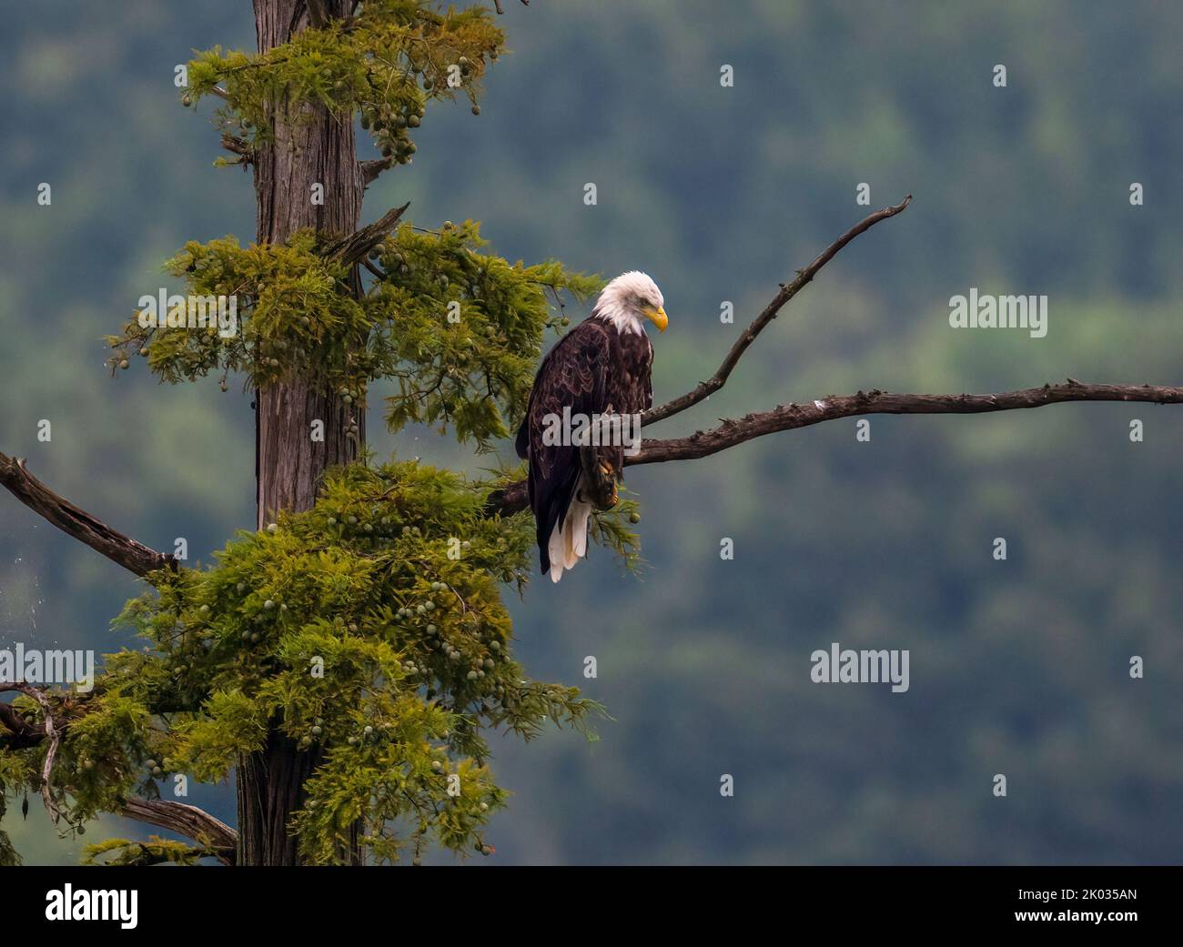A bald eagle perched on a tree branch in the forest Stock Photo - Alamy