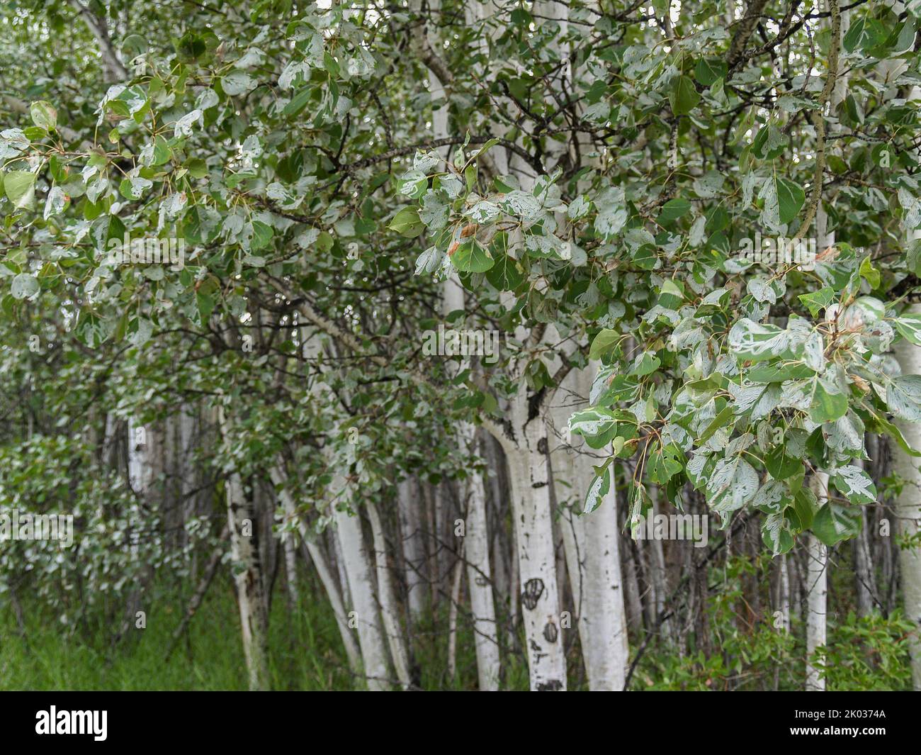 Alaskan birch trees growing densely in wetland of Yukon Territory Stock