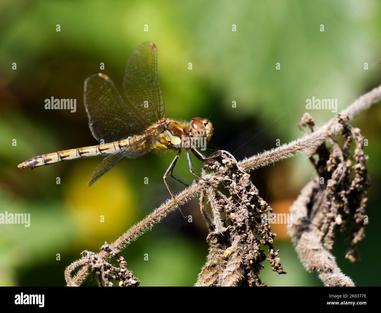 Female Common Darter dragonfly (Sympetrum striolatum) perched on vegetation and clearly showing the vulvar scale under the end of the abdomen Stock Photo
