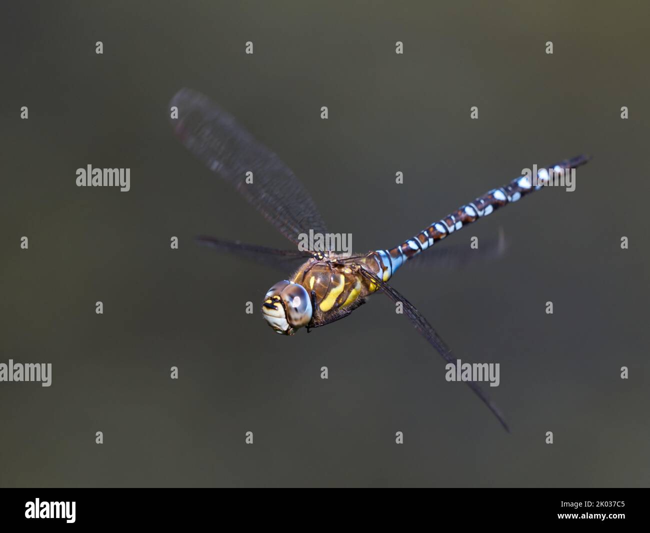 Male Migrant Hawker (Aeshna mixta) dragonfly in flight Stock Photo