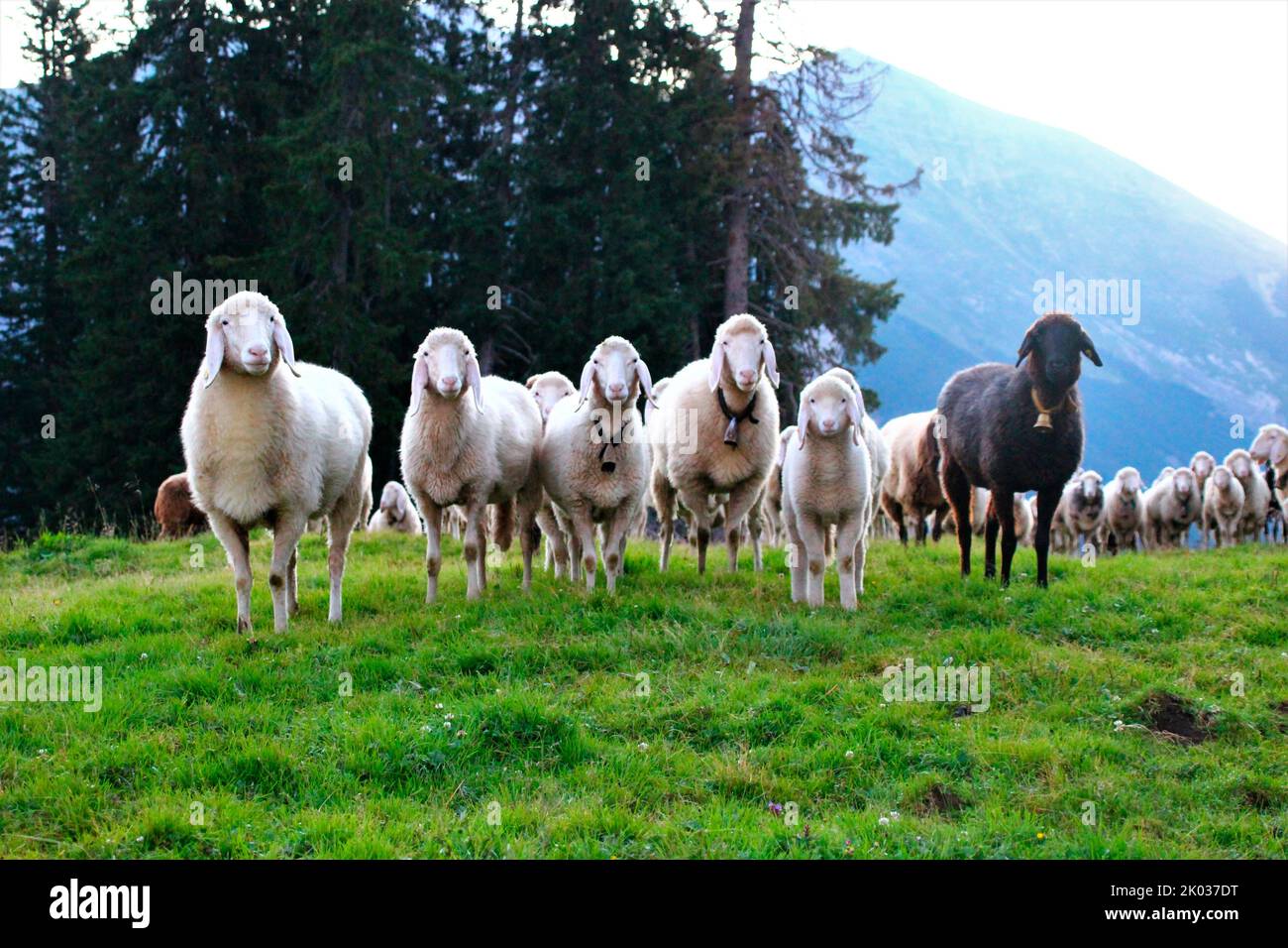Hike to Wörner Sattel, sheep at Zunderbergkopf, Rehberg, Europe, Germany, Bavaria, Upper Bavaria, Werdenfelser Land, Alpenwelt Karwendel, Isar Valley, Mittenwald Stock Photo