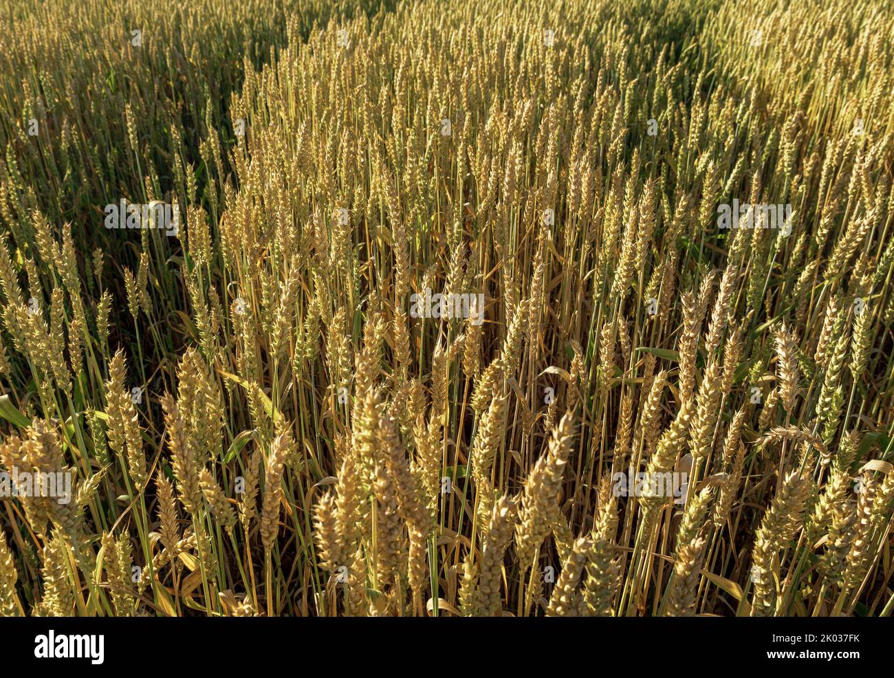 Wheat field in evening light, Bavaria, Germany, Europe Stock Photo